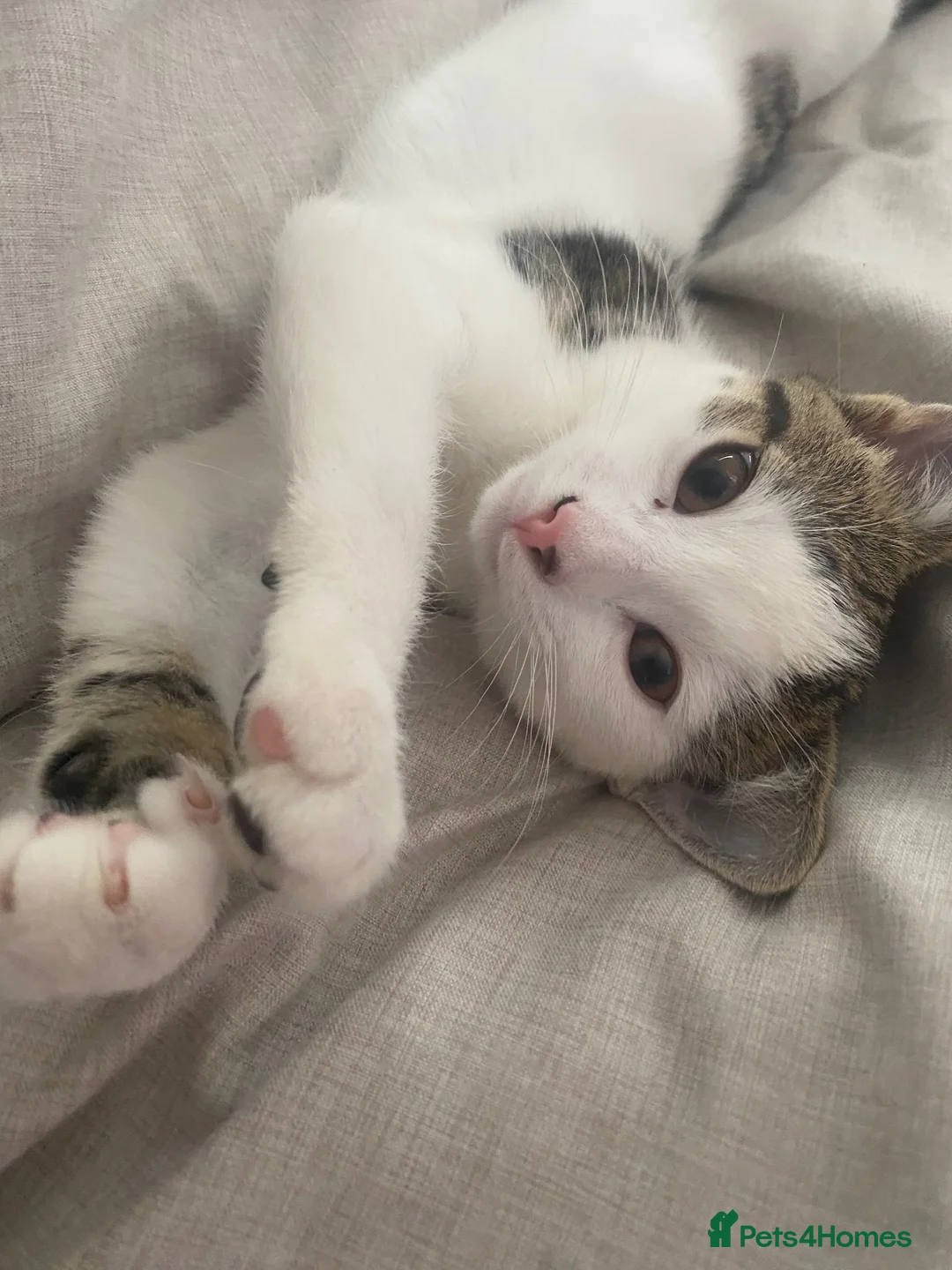 Mixed Breed cats for sale: 20 week old male cat.  - Advert 6