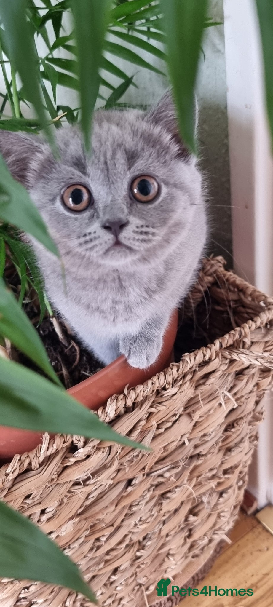 Scottish Fold cats Cute Scottish fold 💕 Four kittens available🐾🐱🐾 - Advert 1