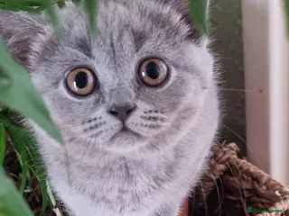 Scottish Fold cats Cute Scottish fold 💕 Four kittens available🐾🐱🐾 - Advert 4
