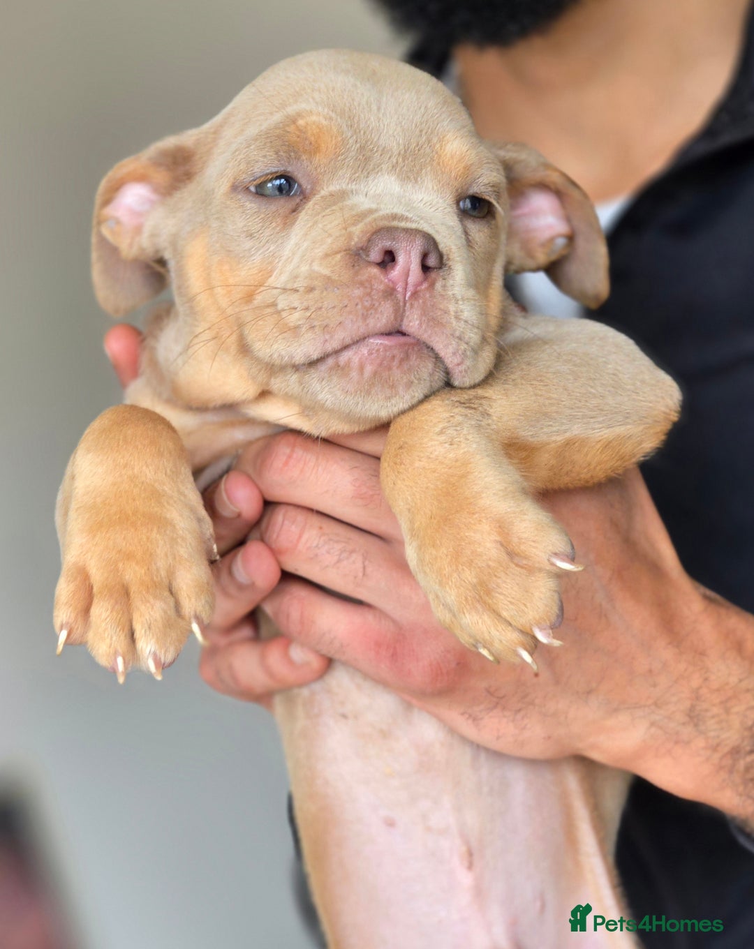 Olde English Bulldogge dogs for sale: Old english bulldoggee mammut/mammoth - Image 30