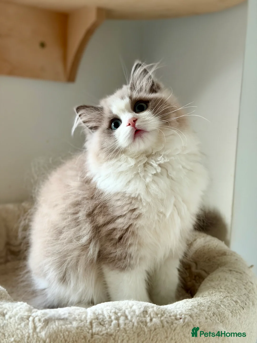 Ragdoll cats for sale: TICA registered cherubim kitten - Advert 4