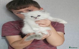Ragdoll cats for sale: Tica registeeed tabby bicolour ragdolls - Image 16