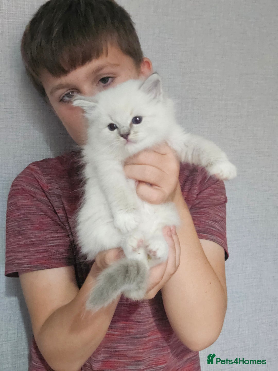 Ragdoll cats for sale: Tica registeeed tabby bicolour ragdolls - Image 16