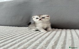 Scottish Fold cats for sale: Scottish fold kittens - Image 20