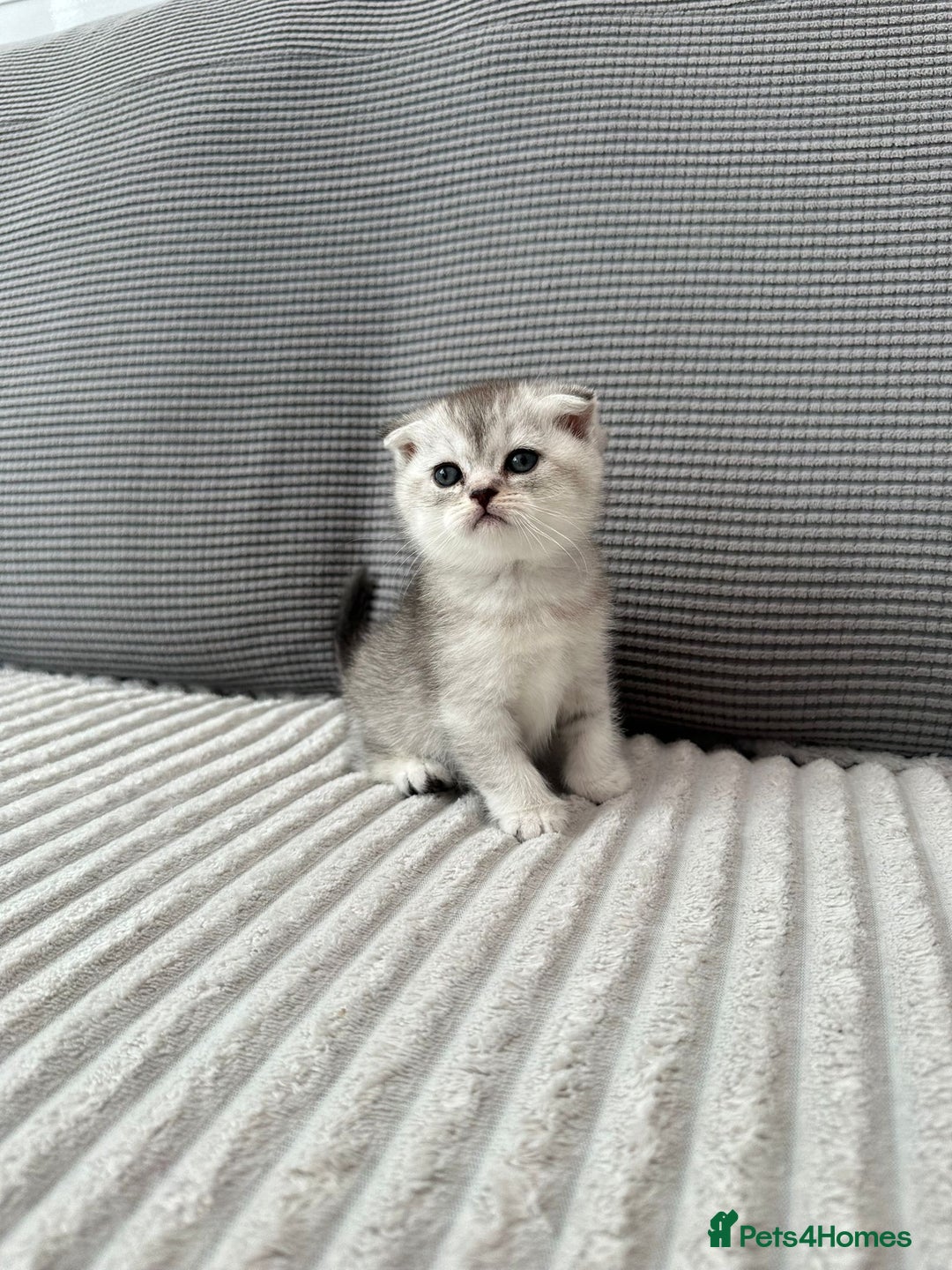 Scottish Fold cats for sale: Scottish fold kittens - Image 20