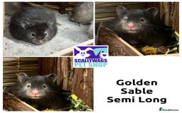 Hamster rodents for sale: Friendly Well Handled Syrian Hamsters - Image 5