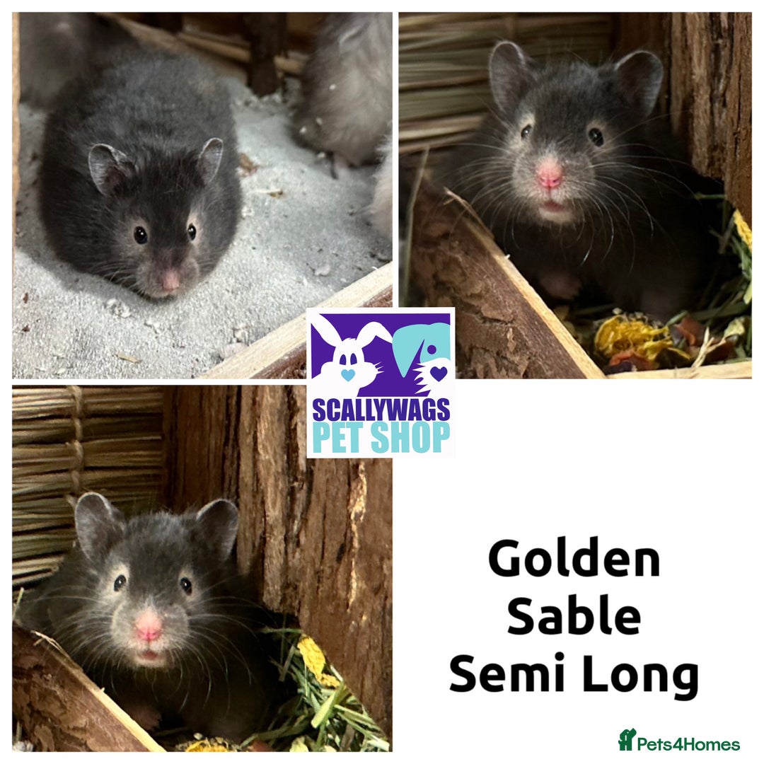 Hamster rodents for sale: Friendly Well Handled Syrian Hamsters - Image 5