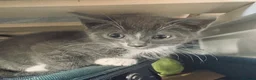Mixed Breed cats for sale: Little Fluffs are looking for home - Advert 26