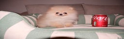 Pomeranian dogs for sale: Kc registered teddy bear Pomeranian girl - Advert 2
