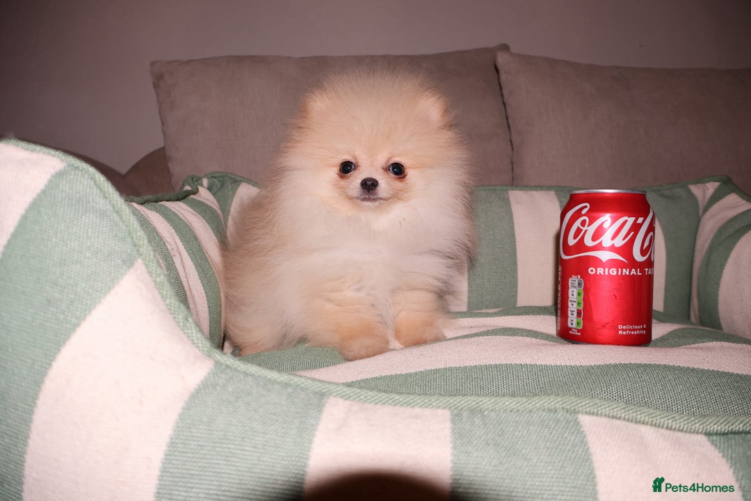 Pomeranian dogs for sale: Kc registered teddy bear Pomeranian girl - Advert 2