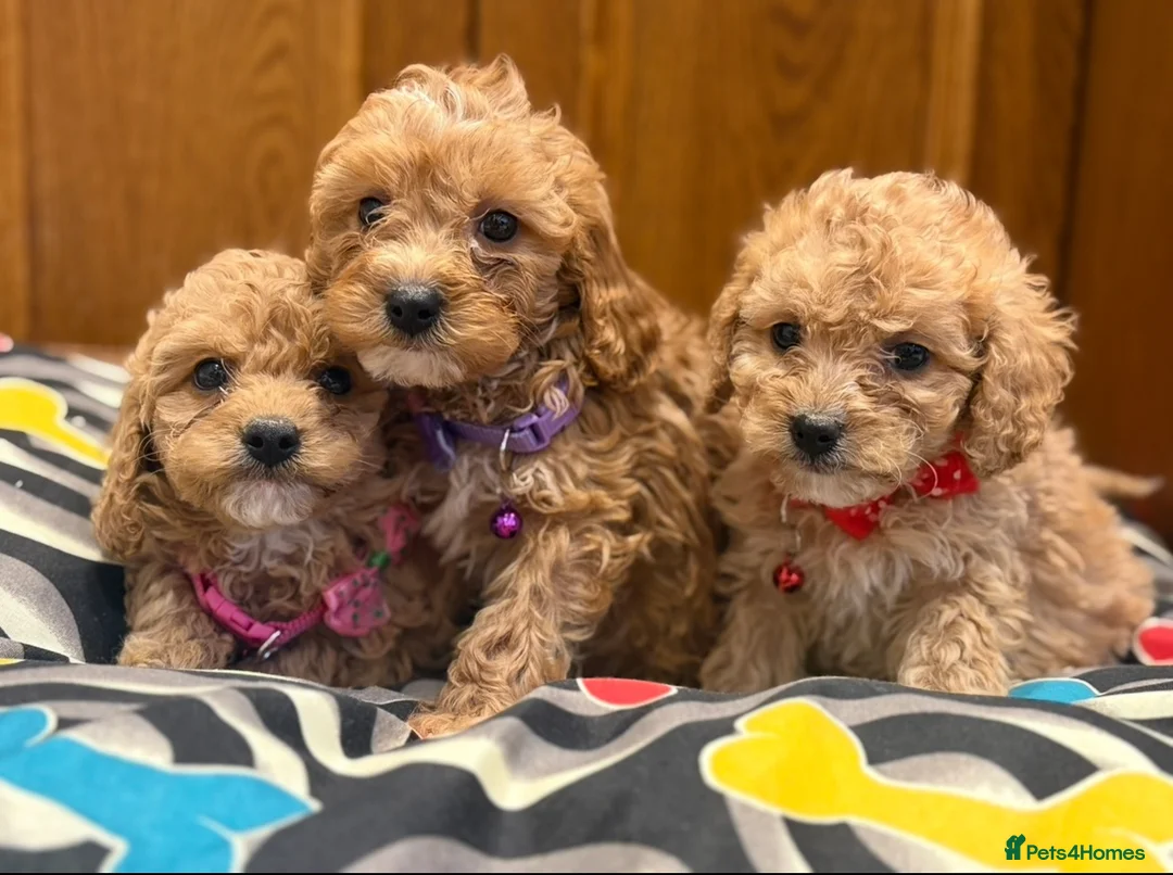 Cavapoo dogs for sale: Beautiful red Cavapoo pups exquisite health lines - Advert 2
