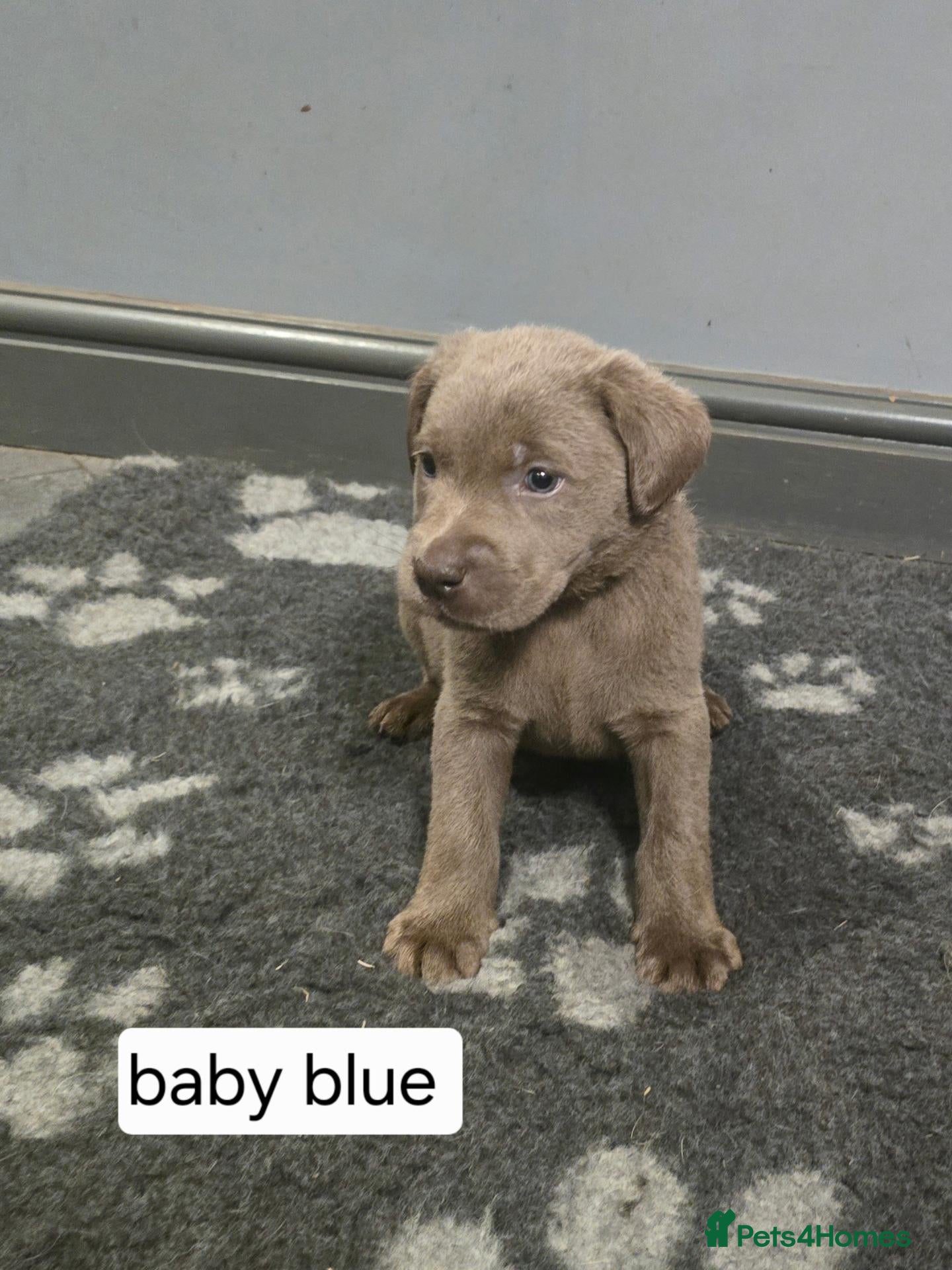 Labrador Retriever dogs Champion bloodline pedigree labrador silver charco - Advert 1