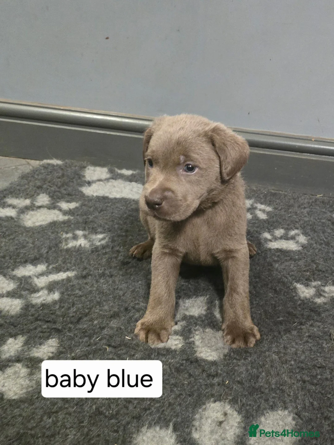 Labrador Retriever dogs for sale: Champion bloodline pedigree labrador silver charco - Advert 1