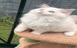 Ragdoll cats for sale: TICA EU pure Ragdoll boys & girls available  in London - Image 2
