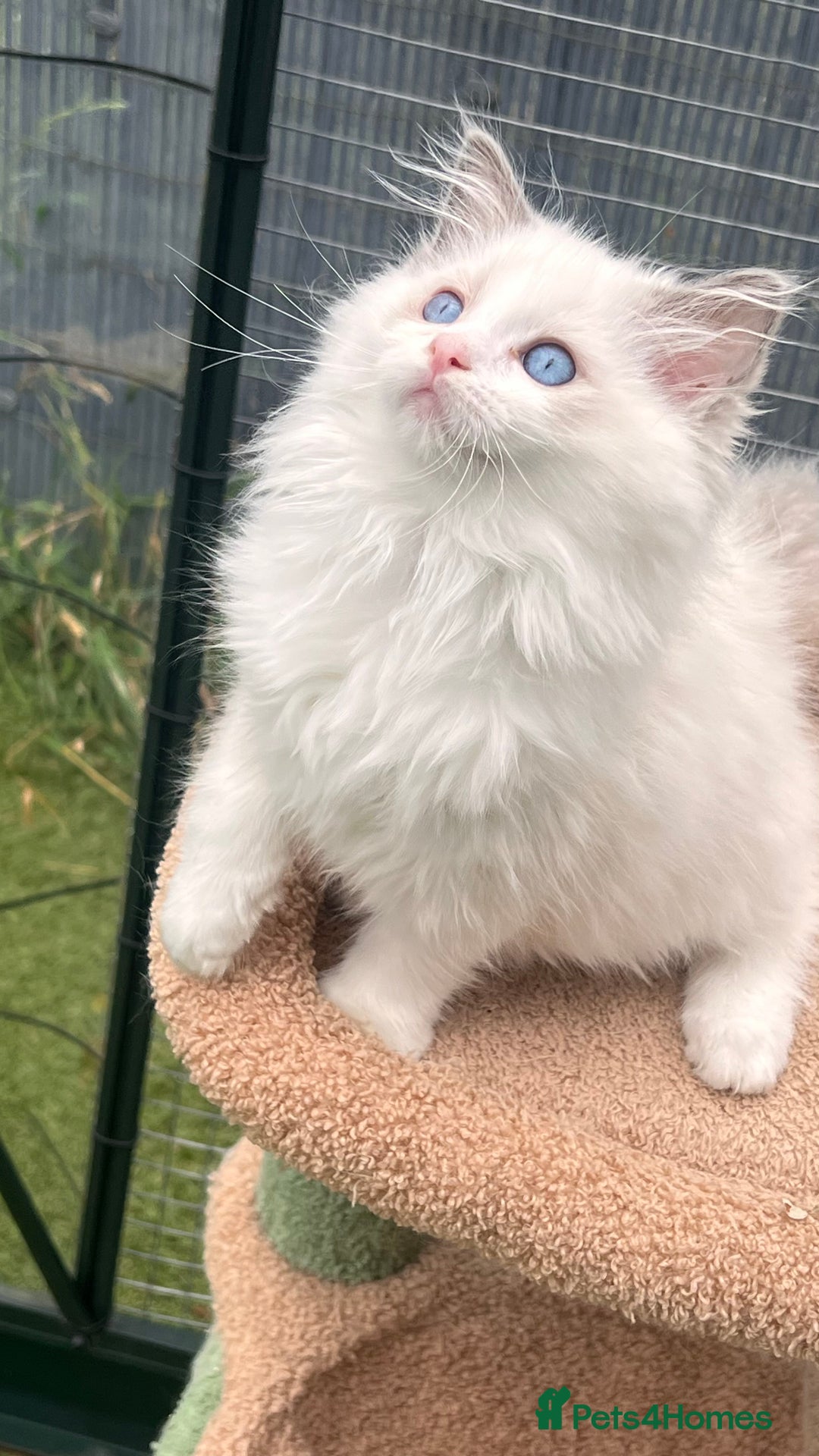 Ragdoll cats for sale: TICA EU pure Ragdoll boys & girls available  in London - Image 2