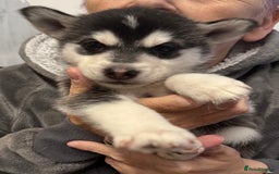 Utonagan dogs for sale: Siberian husky x alusky (malamute x husky) - Image 4