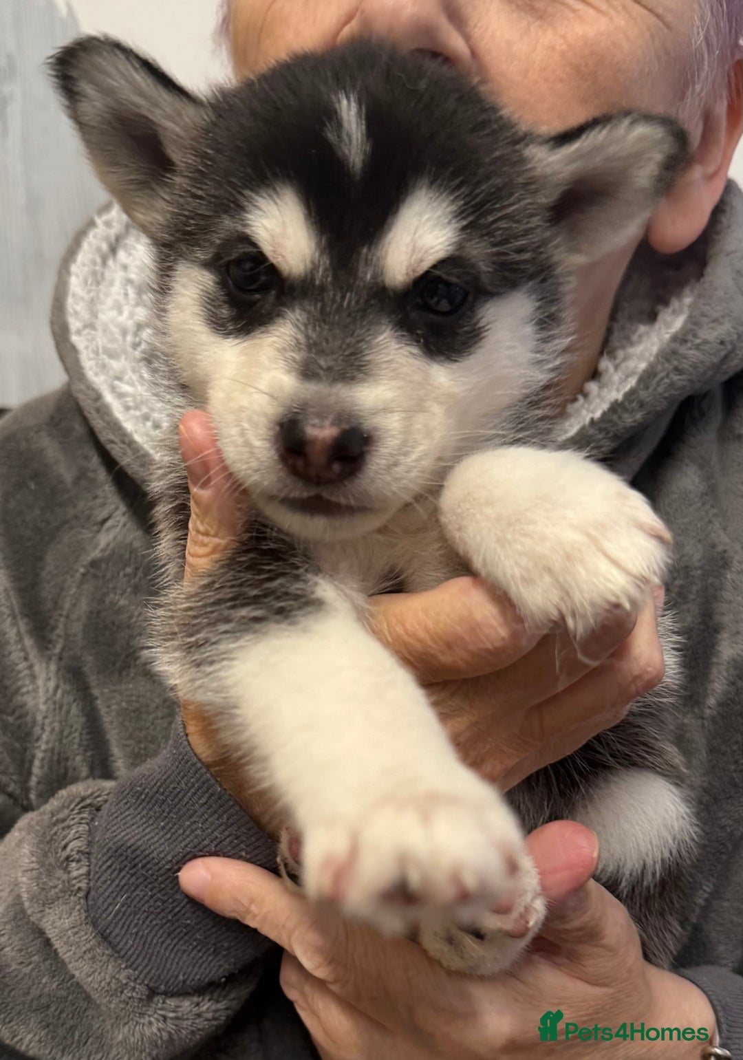 Utonagan dogs for sale: Siberian husky x alusky (malamute x husky) - Image 4