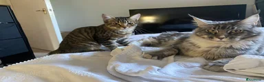 1/3 mainecoon 
