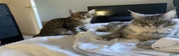 Mixed Breed cats for sale: Famale - Advert 12