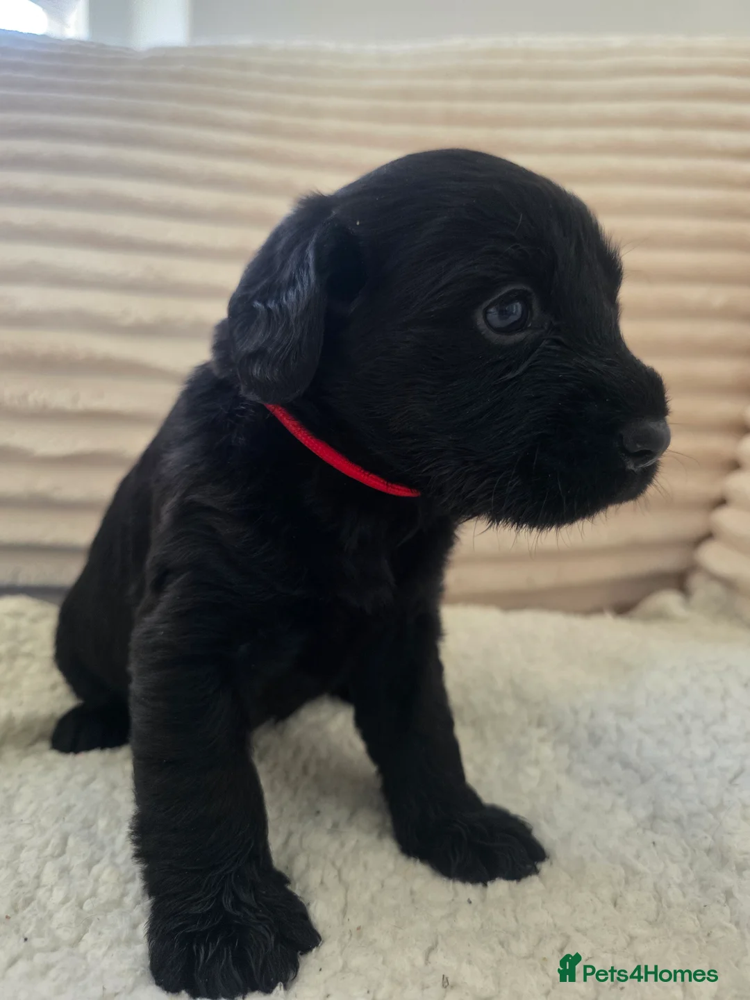Labradoodle dogs for sale: 7 gorgeous labradoodle puppies - Advert 2