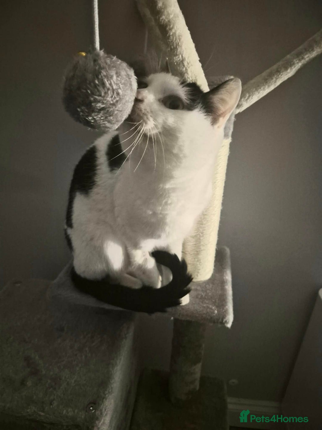 Mixed Breed cats for adoption: Mr Saturn looking for his forever home!  - Advert 1