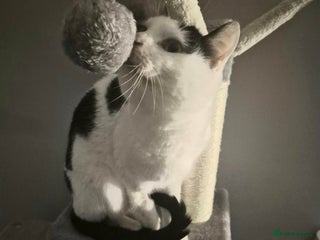 Mixed Breed cats Mr Saturn looking for his forever home! - Advert 3