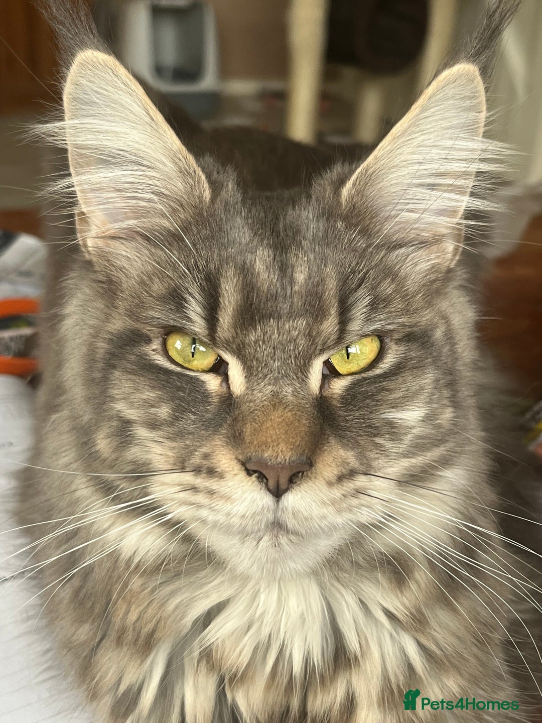 Maine Coon cats for sale: Beautiful Mainecoon Kittens x5 - Image 14