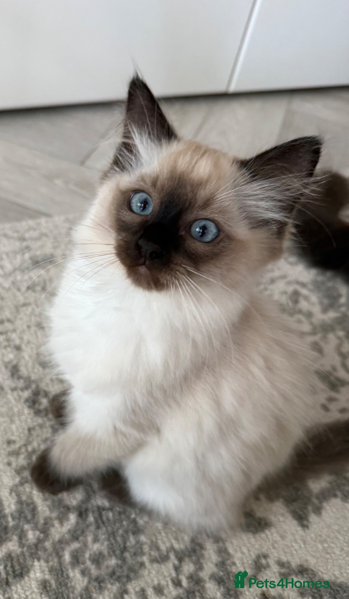 Ragdoll cats Male Ragdoll Kitten  - Advert 2