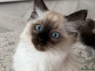 Ragdoll cats Male Ragdoll Kitten - Advert 2