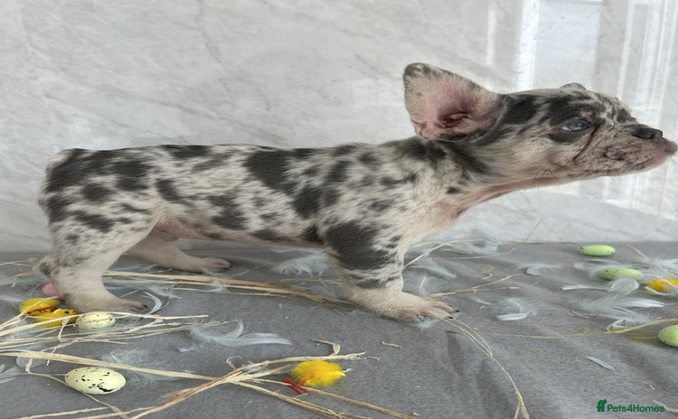 French Bulldog dogs - Advert 1