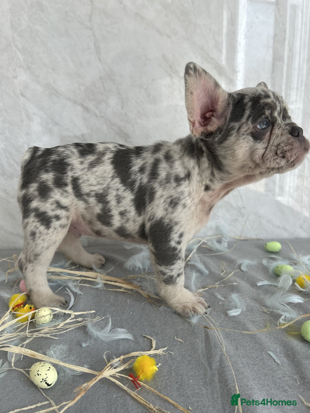 French Bulldog dogs for sale: *REDUCED* Fluffy Carrier French Bulldog - Image 1