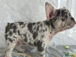 French Bulldog dogs - Advert 27