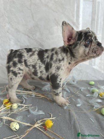 French Bulldog dogs - Advert 1