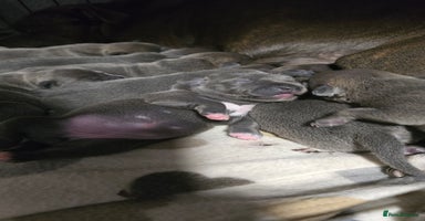 Staffordshire Bull Terrier dogs - Advert 10