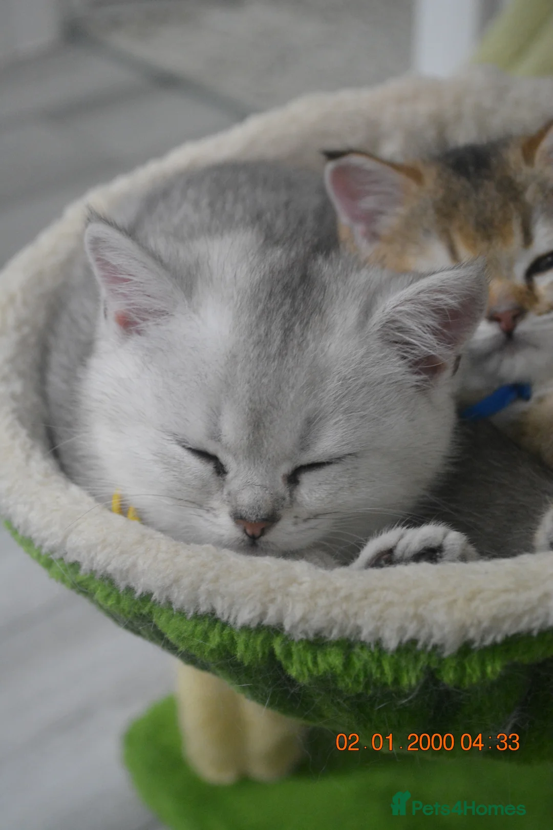 British Shorthair cats for sale: Cute & Playful Kittens for Sale – Vet Checked - Advert 8