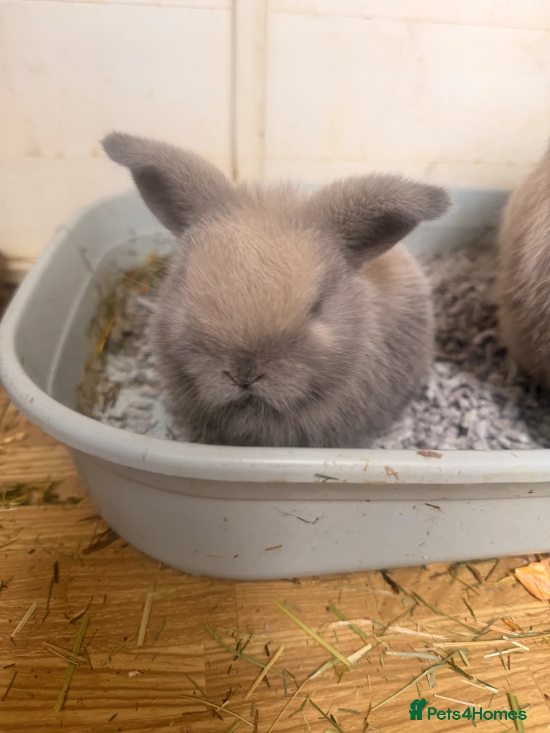 Mini Lop rabbits for sale: Stunning mini lops  - Advert 2