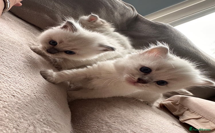 Ragdoll cats - Advert 1