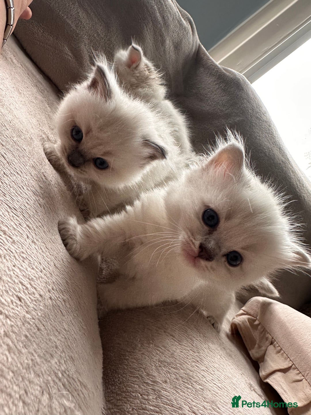 Ragdoll cats for sale: Ragdoll kittens for sale  - Image 1
