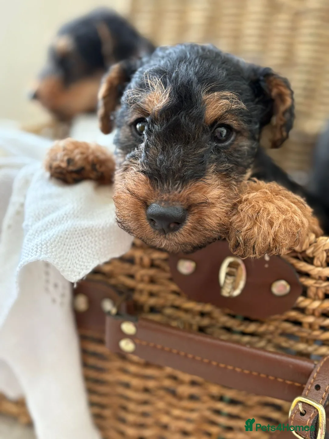 Welsh Terrier dogs for sale: Welsh terriers excellent pedigree  - Advert 7