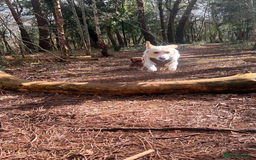 Mixed Breed dogs for sale: Lovely Pixel  - Image 6