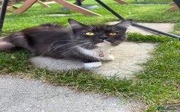 Maine Coon cats for sale: Mixed mainecoons kittens  - Image 8