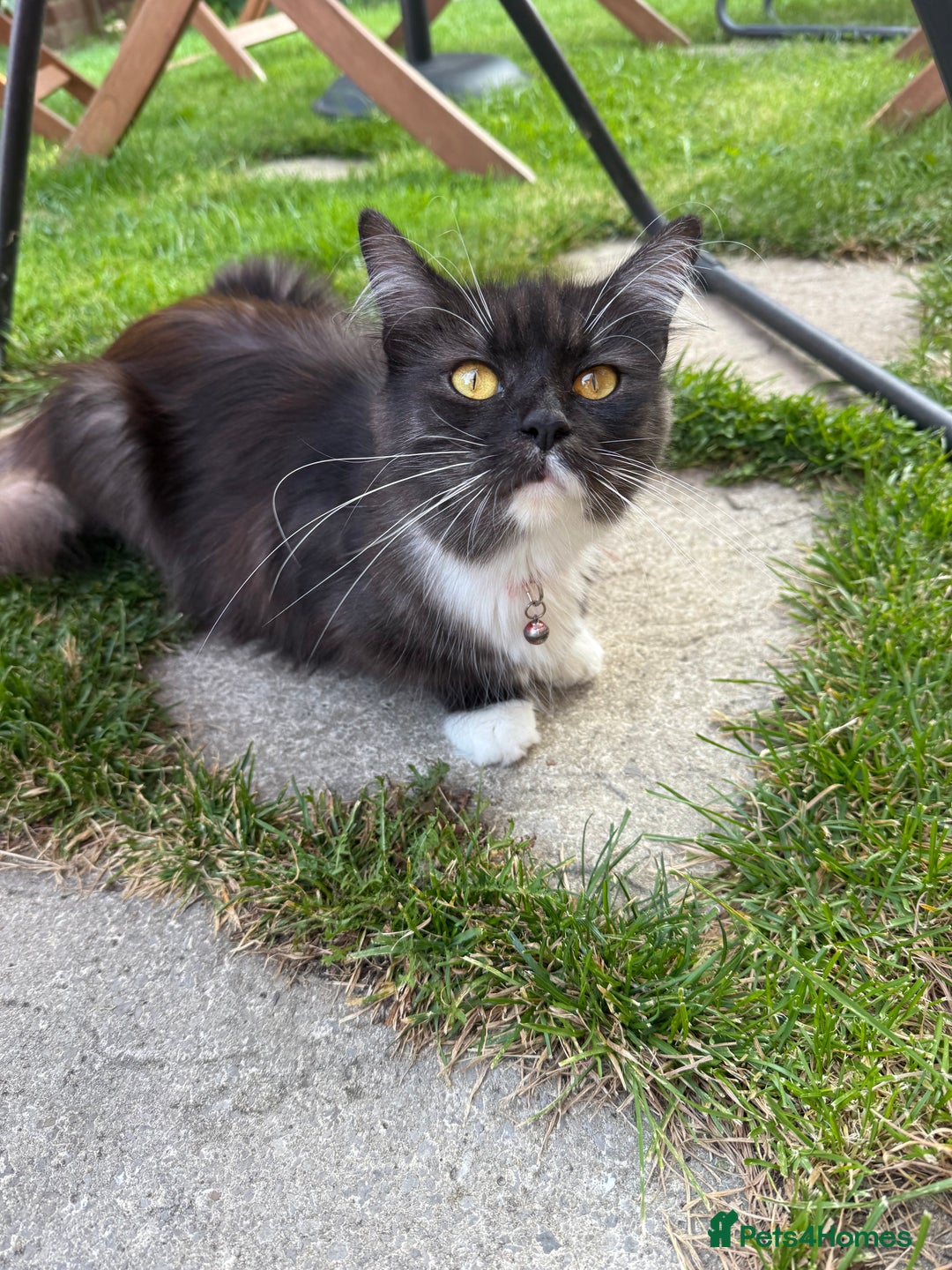Maine Coon cats for sale: Mixed mainecoons kittens  - Image 8