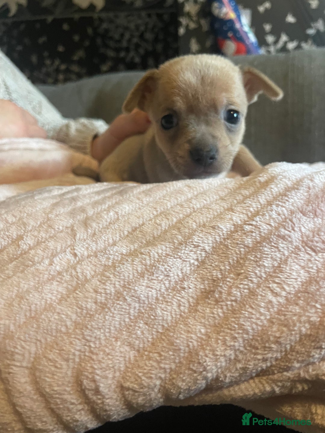 Chihuahua dogs for sale: Chihuahua puppies - Advert 2