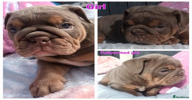 English Bulldog dogs - Advert 4