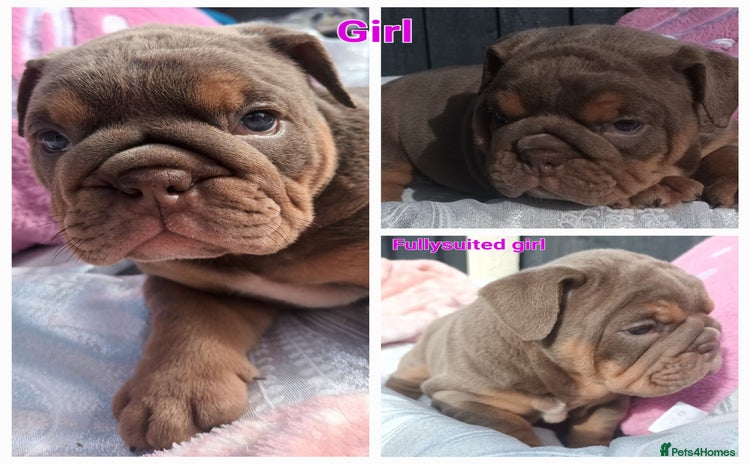 English Bulldog dogs - Advert 1