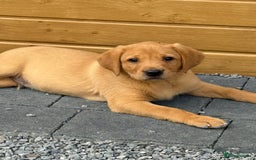 Labrador Retriever dogs for sale: Outstanding KC Registered Fox Red Labs  🐾🩵 in Newton Aycliffe - Image 34