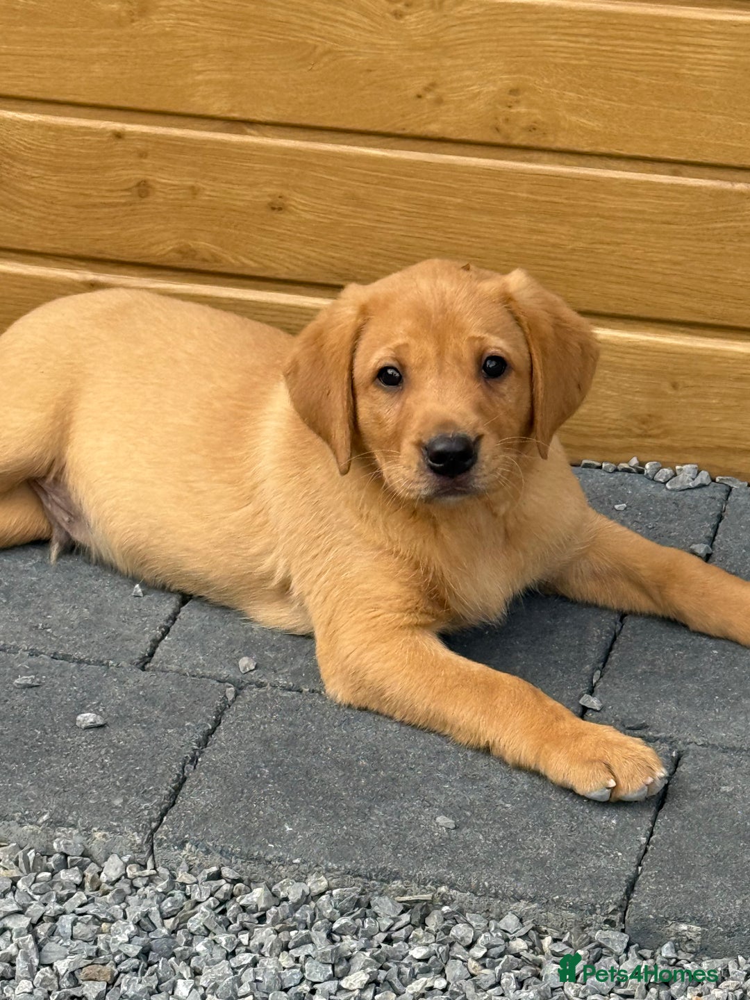Labrador Retriever dogs for sale: Outstanding KC Registered Fox Red Labs  🐾🩵 in Newton Aycliffe - Image 34
