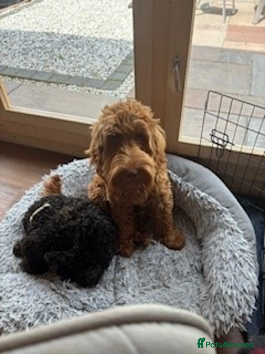 Cockapoo dogs for stud: F1 Red Cockapoo PROVEN Stud-Extensively DNA Tested in Stafford - Advert 3