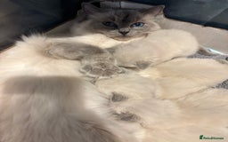 Ragdoll cats for sale: Beautiful purebred Ragdoll kittens - Image 11