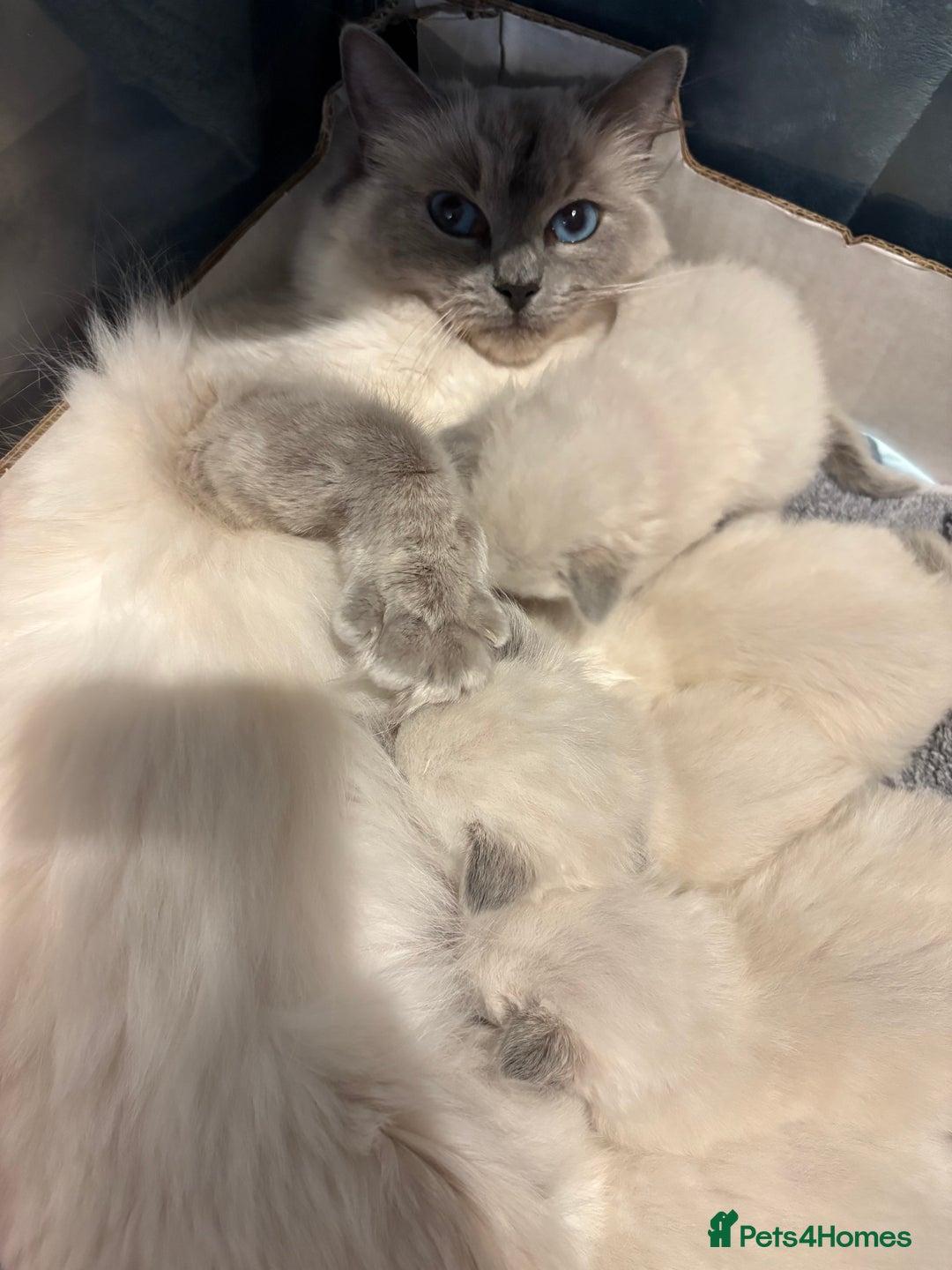 Ragdoll cats for sale: Beautiful purebred Ragdoll kittens - Image 11